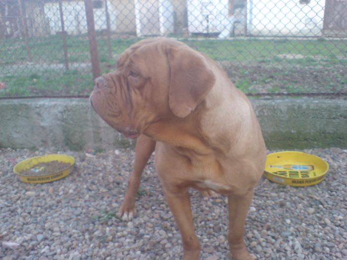 SARA 101 - Dog de Bordeaux