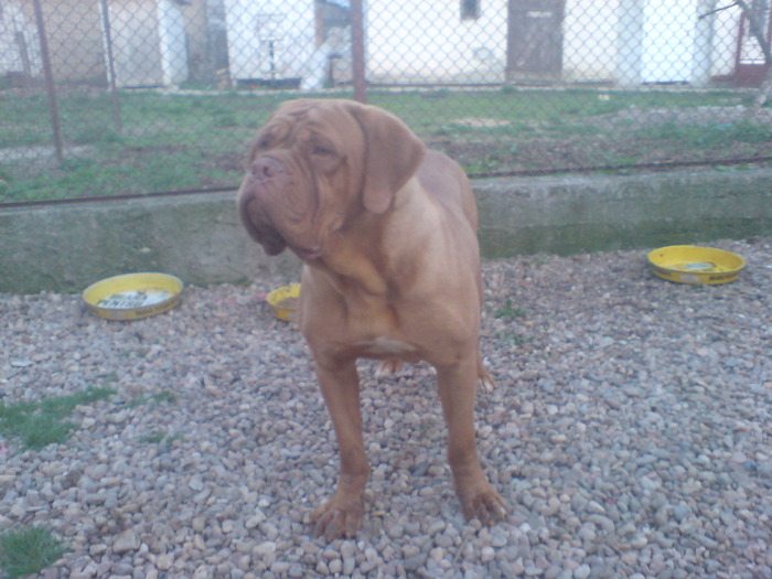 SARA 102 - Dog de Bordeaux