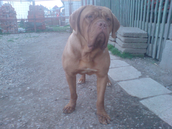 SARA 104 - Dog de Bordeaux