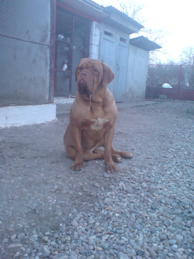 SARA 106 - Dog de Bordeaux