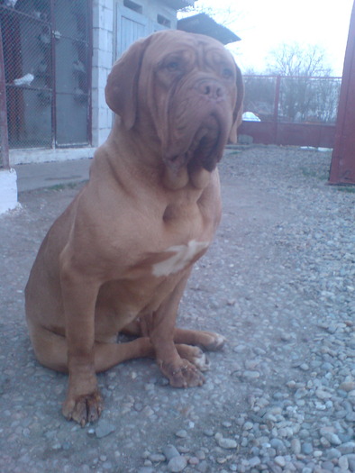 SARA 107 - Dog de Bordeaux