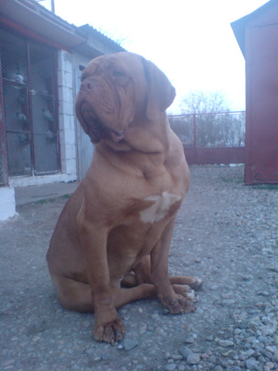 SARA 108 - Dog de Bordeaux