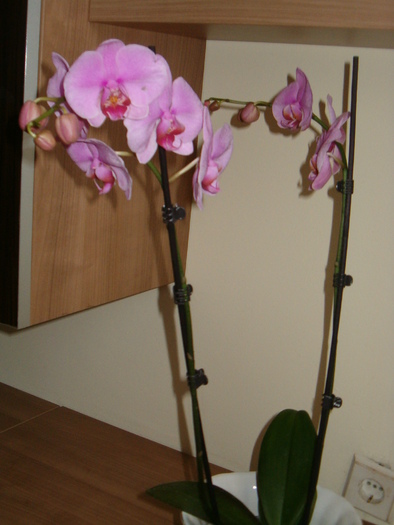 phale roz - Orhidee
