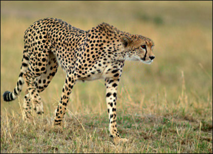 _42438108_09cheetah300[1] - Animale