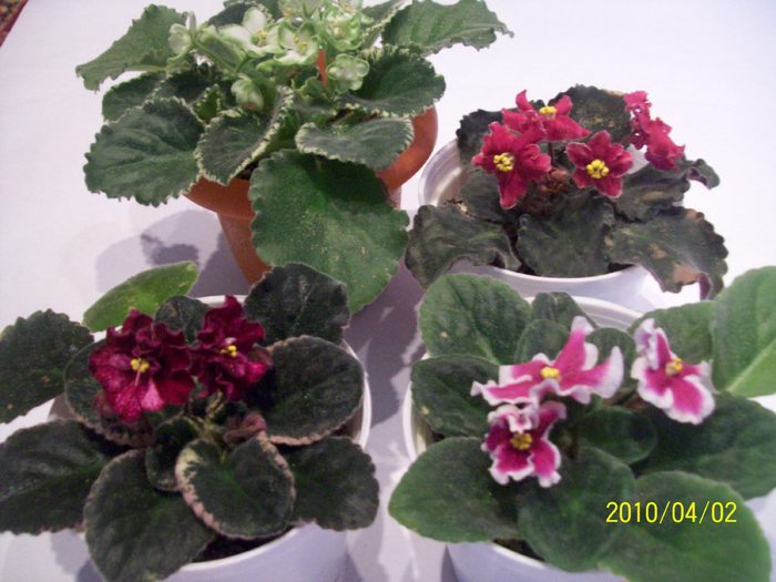 Frozen in Time,Tropical Sherbet,Buckeye Cherry Topping si Taffeta Petticoats - AFRICAN VIOLETS