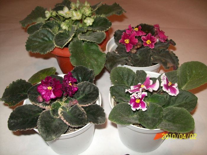 Frozen in Time,Tropical Sherbet,Buckeye Cherry Topping si Taffeta Petticoats 1 - AFRICAN VIOLETS