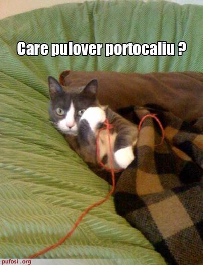 ca_strica_bunatate_de_pulover_1