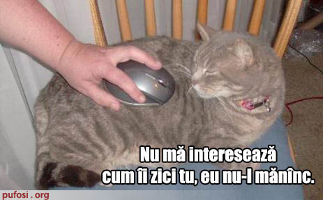 poza-amuzanta-motanul-refuza-soarecele