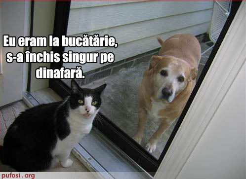 poza-amuzanta-pisica-a-dat-cainele-afara-din-casa - Pisici Amuzante