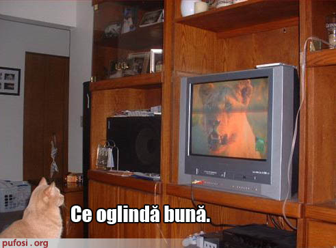 poza-amuzanta-pisica-confunda-televizorul-cu-oglinda - Pisici Amuzante