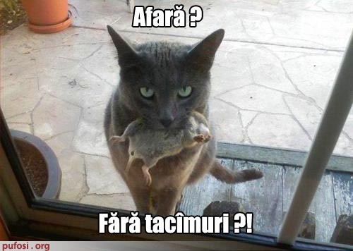 poza-amuzanta-pisica-este-obligata-sa-manance-afara - Pisici Amuzante