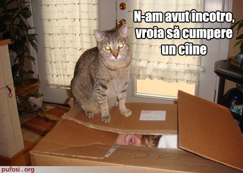 poza-amuzanta-pisica-isi-sechestreaza-stapana - Pisici Amuzante