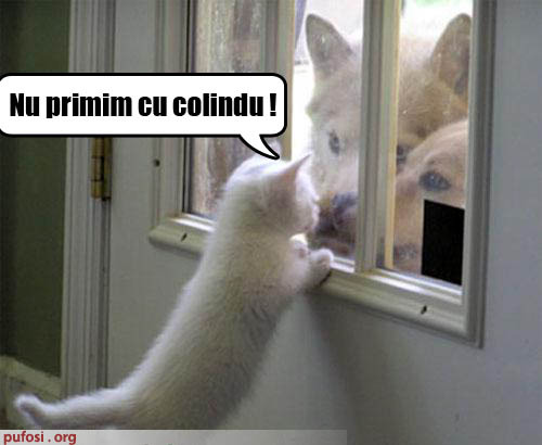 poza-amuzanta-pisica-nu-primeste-cainii-veniti-sa-il-colinde - Pisici Amuzante