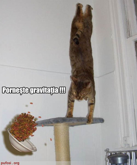 poza-amuzanta-pisica-pluteste - Pisici Amuzante