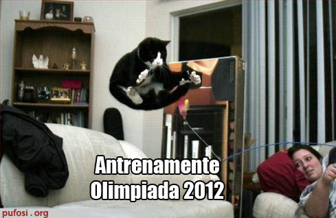 poza-amuzanta-pisica-se-antreneaza-pentru-olimpiada - Pisici Amuzante