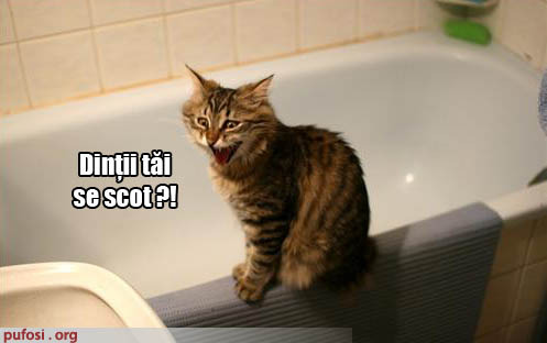poze-amuzante-pisica-a-aflat-ca-stapana-are-proteza-dentara - Pisici Amuzante