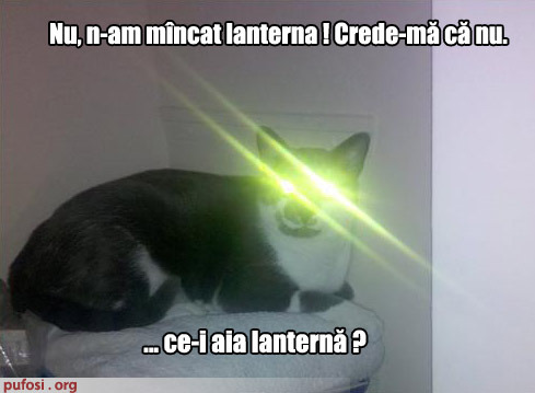 poze-amuzante-pisica-a-mancat-lanterna - Pisici Amuzante