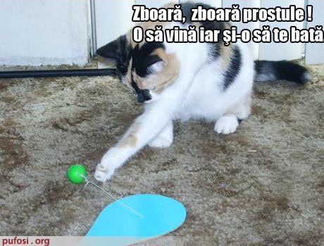 poze-amuzante-pisica-crede-ca-bila-este-un-alt-animal - Pisici Amuzante
