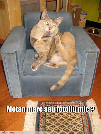 poze-amuzante-pisica-mare-intr-un-fotoliu-mic