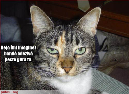 poze-amuzante-pisica-nu-il-suporta-pe-stapan