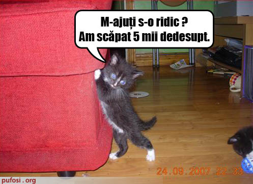 poze-amuzante-pisica-vrea-sa-ridice-canapeaua - Pisici Amuzante