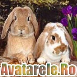 42 - Toate Pozele mele din PC