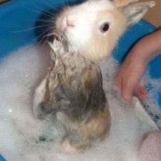 baie_iepuras_pasti-150x150 - Toate Pozele mele din PC