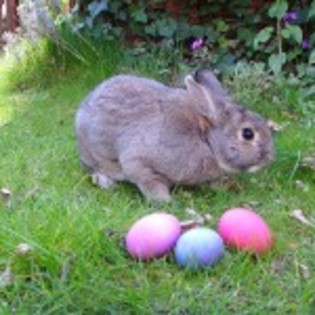 iepuras-si-oua-150x150 - Toate Pozele mele din PC