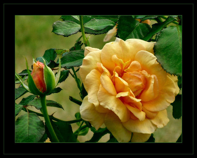 yellow rose4 - flori