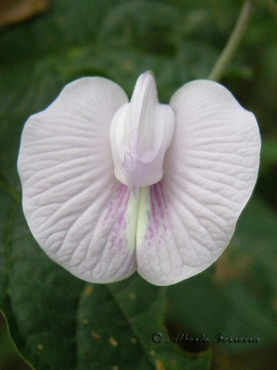 orhidee - flori