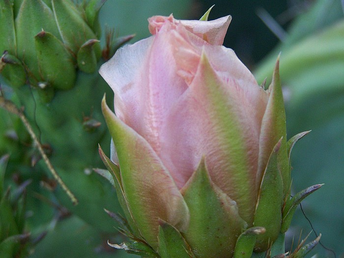 rose5 - flori