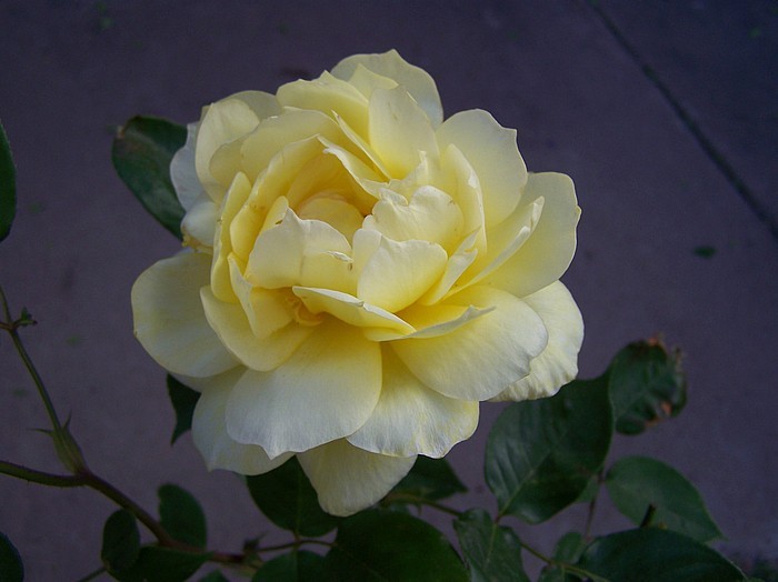 rose7 - flori