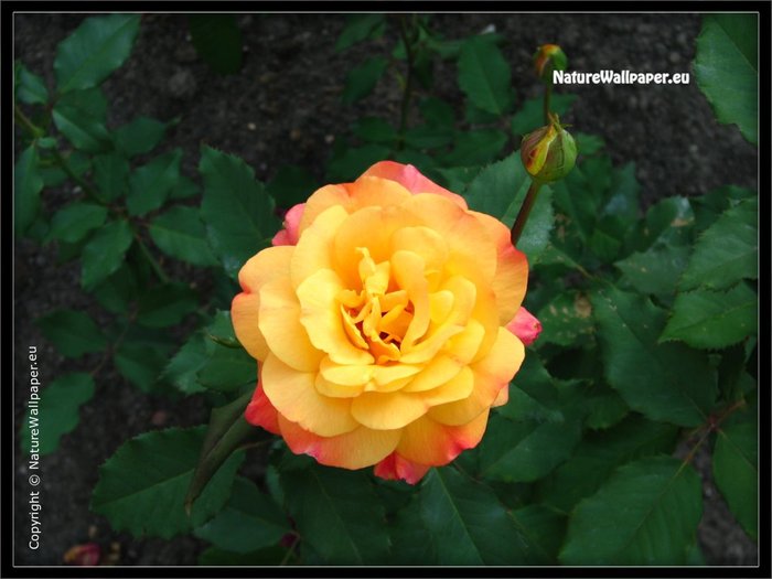 rose yellow2 - flori