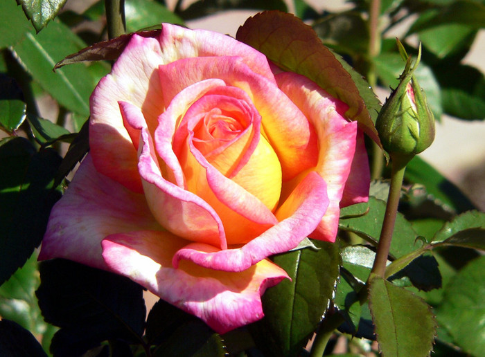 trandafir multicolor