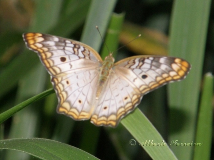 butterfly - fluturi