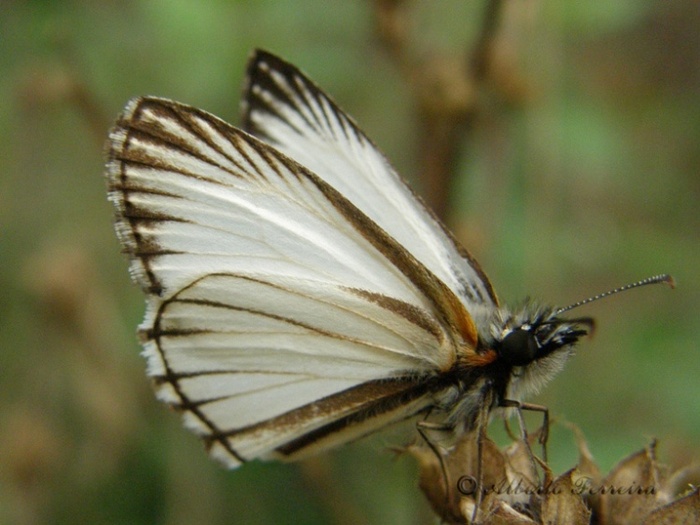 butterfly3 - fluturi