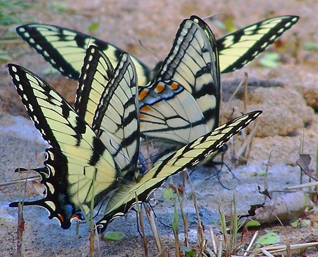 butterfly4 - fluturi