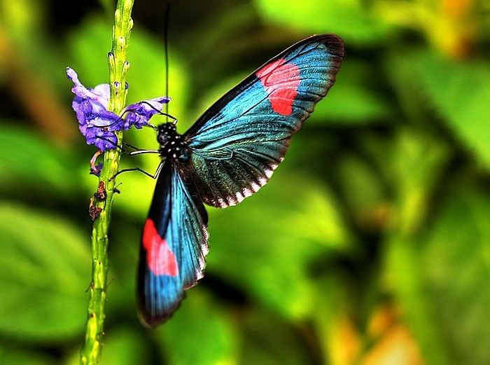 butterfly6 - fluturi