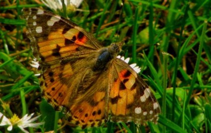 butterfly7 - fluturi