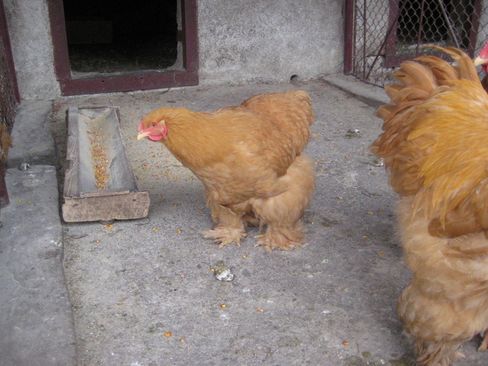 Cochinchina galben