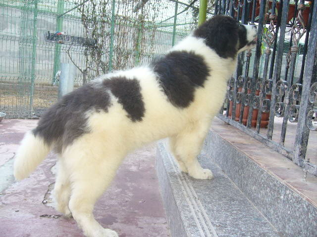 KEFIR-5 luni