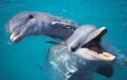 images[4] (2) - delfini