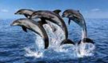 images[4] (3) - delfini