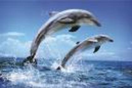 images[5] - delfini