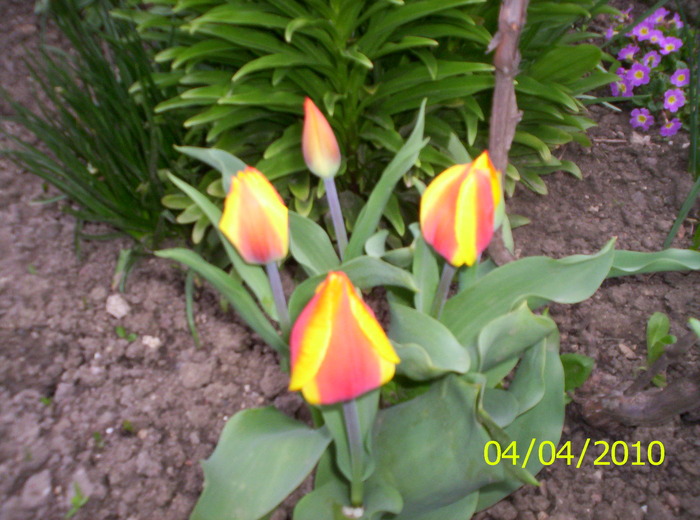 lalele - flori de primavara 2010