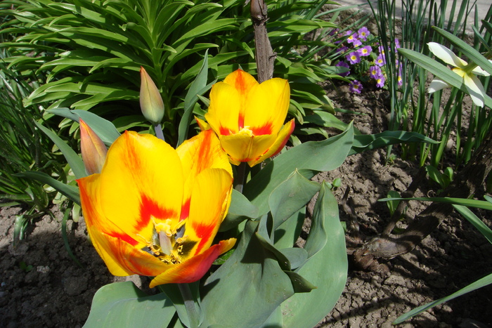 Tulipa Washington - flori de primavara 2010