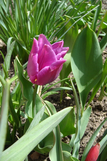 Tulipa Blue; dar ,culoarea e mov
