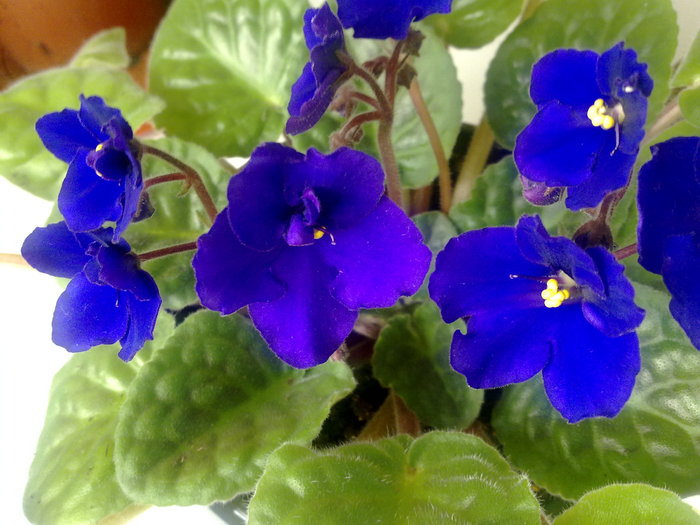 V albastra - Violete 2010  a