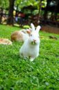 31122 - Poze haioase cu iepuri