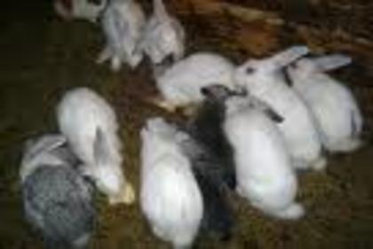 dfsfdsf - Poze haioase cu iepuri